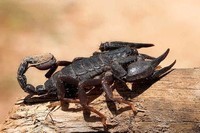scorpions (27)