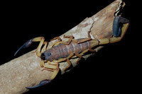 scorpions (22)