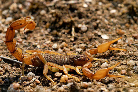 scorpions (21)
