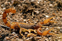 scorpions (21)