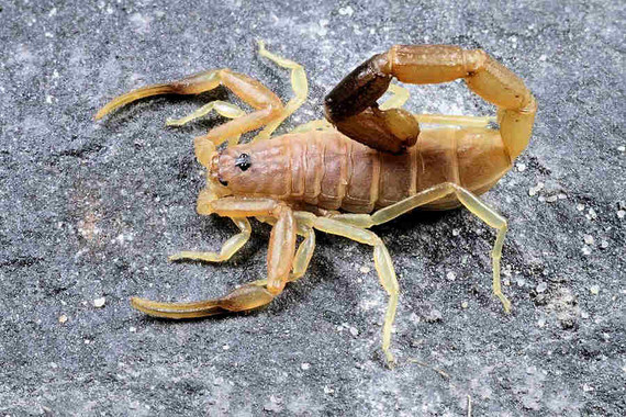 scorpions (34)
