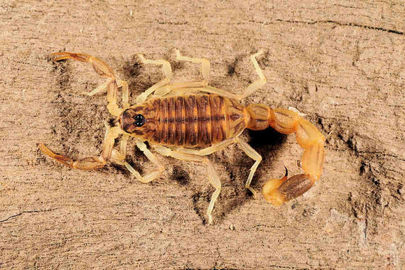scorpions (39)