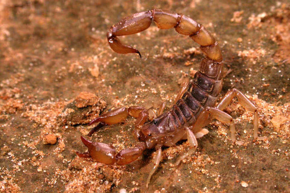 scorpions (19)