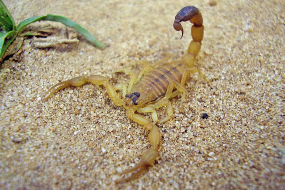 scorpions (45)