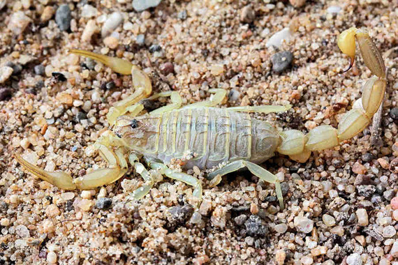 scorpions (48)