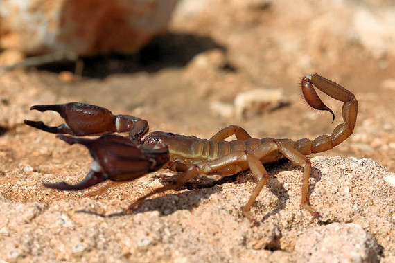 scorpions (59)