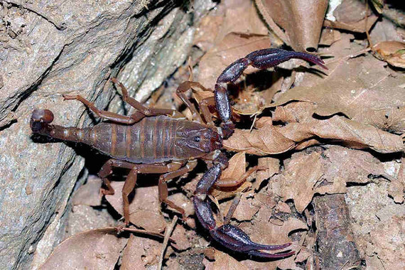 scorpions (61)