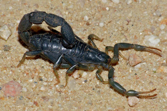 scorpions (55)