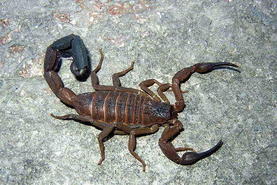 scorpions (50)