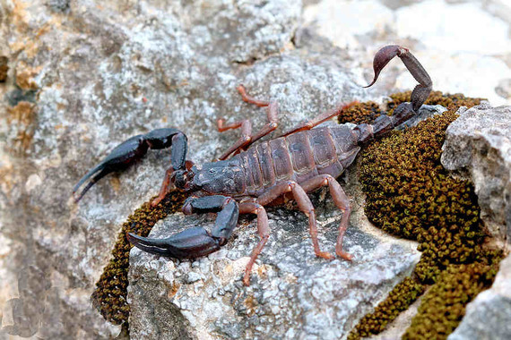 scorpions (60)