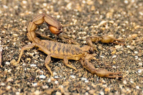scorpions (62)