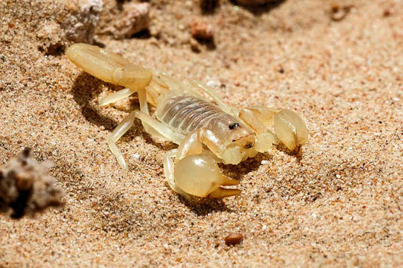 scorpions (57)