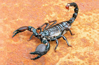 scorpions (75)