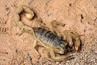 scorpions (67)