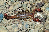 scorpions (71)