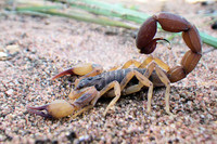 scorpions (53)