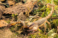 scorpions (72)