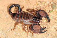scorpions (76)