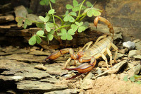 scorpions (63)