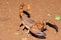 scorpions (73)