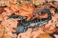 scorpions (68)