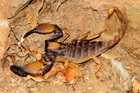scorpions (74)
