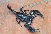 scorpions (70)