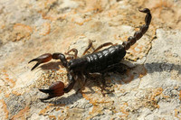 scorpions (77)