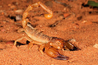 scorpions (84)