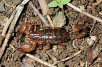 scorpions (80)