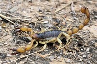 scorpions (65)