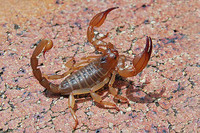 scorpions (86)