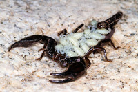 scorpions (82)
