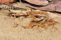 scorpions (98)