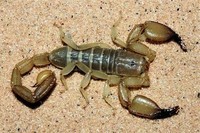 scorpions (94)