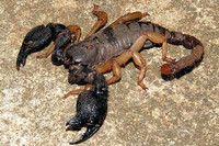 scorpions (87)