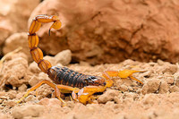 scorpions (90)