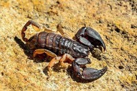 scorpions (89)