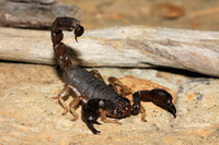 scorpions (85)