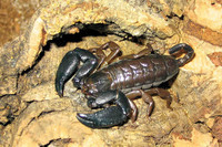 scorpions (91)