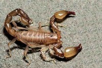 scorpions (95)