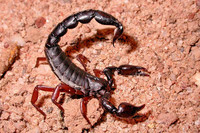 scorpions (97)