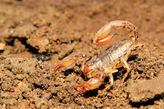 scorpions (105)