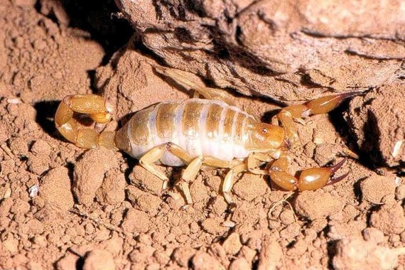 scorpions (101)