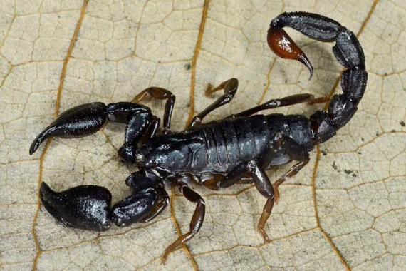 scorpions (104)