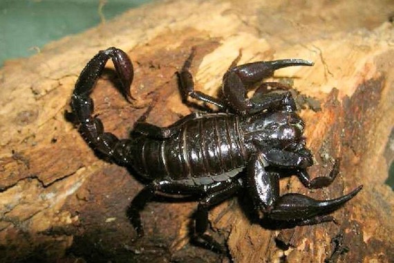 scorpions (113)