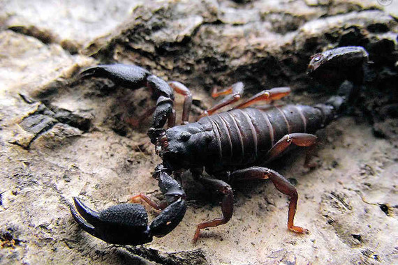 scorpions (109)