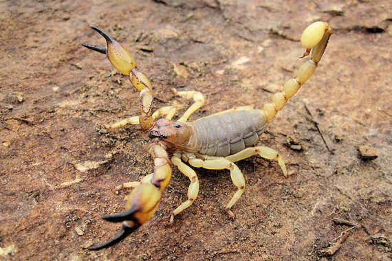 scorpions (111)