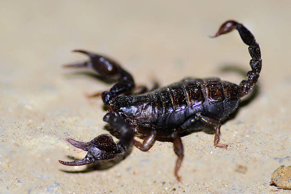 scorpions (116)
