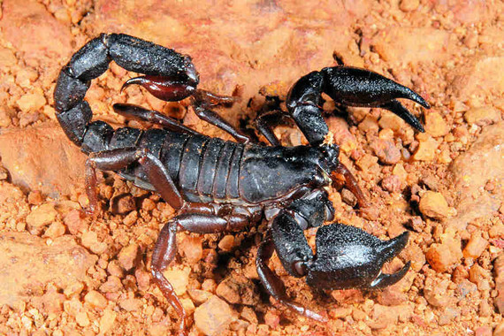scorpions (108)